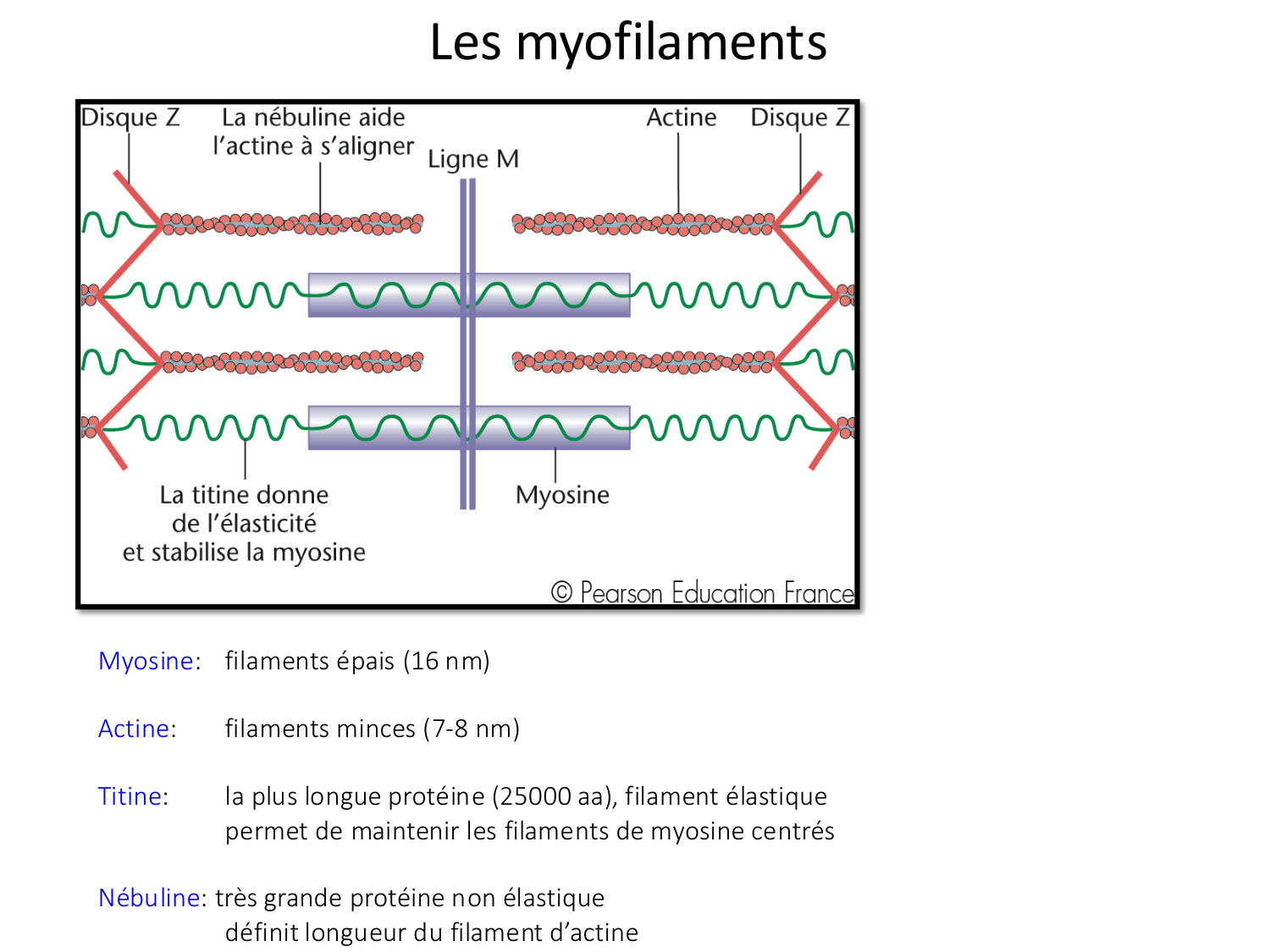 Tissu musculaire page 52