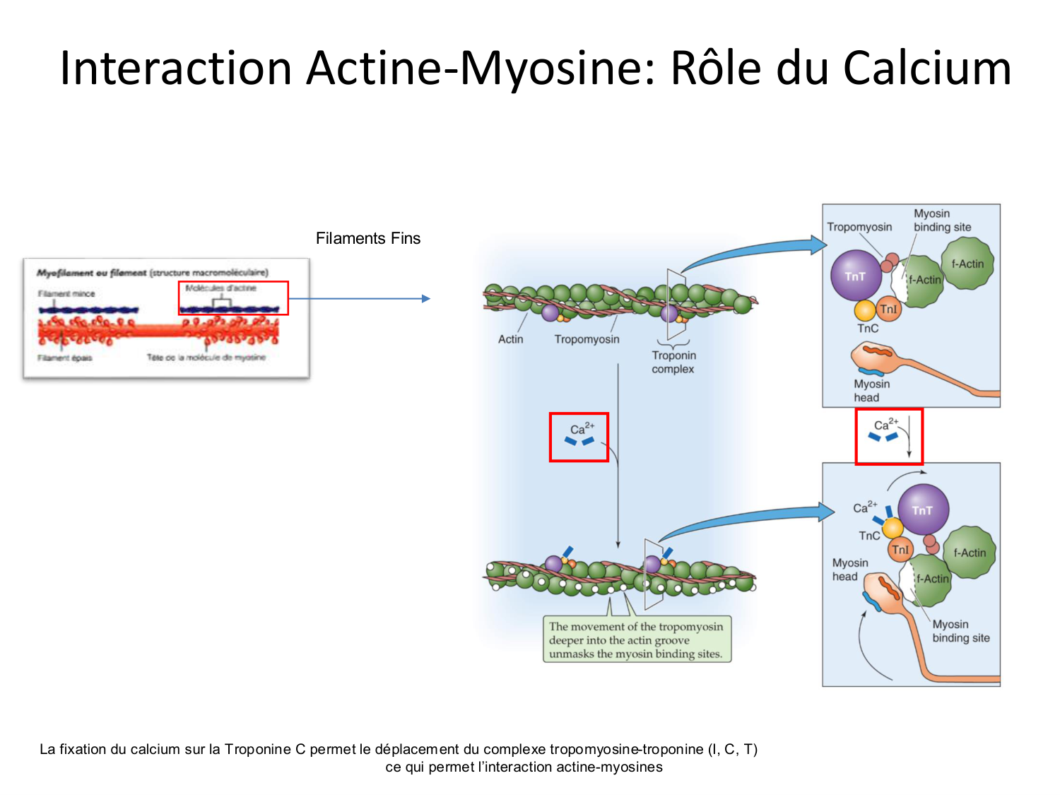 Tissu musculaire page 59