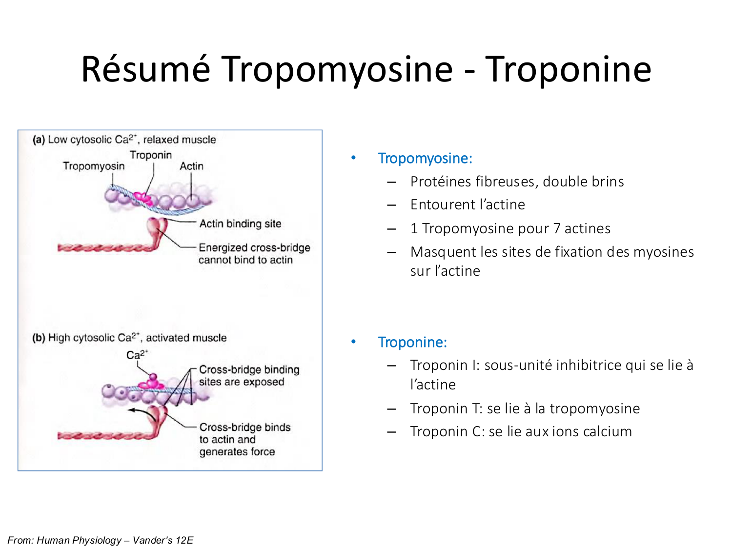 Tissu musculaire page 60