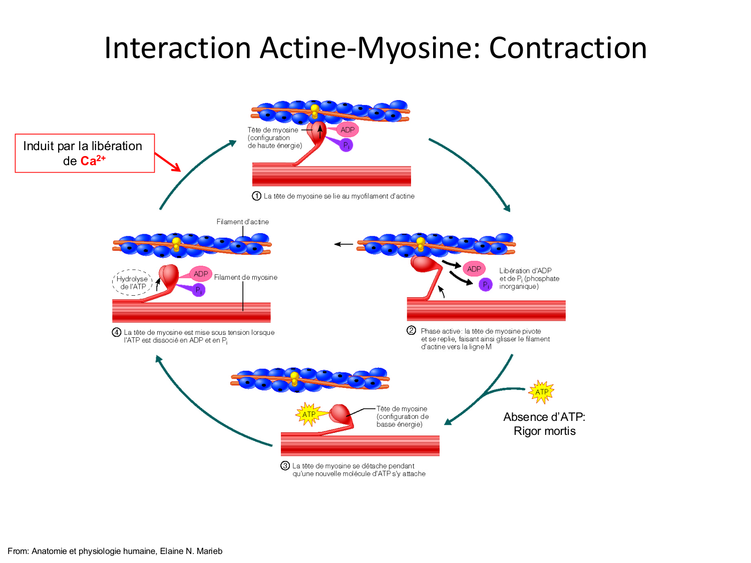 Tissu musculaire page 62