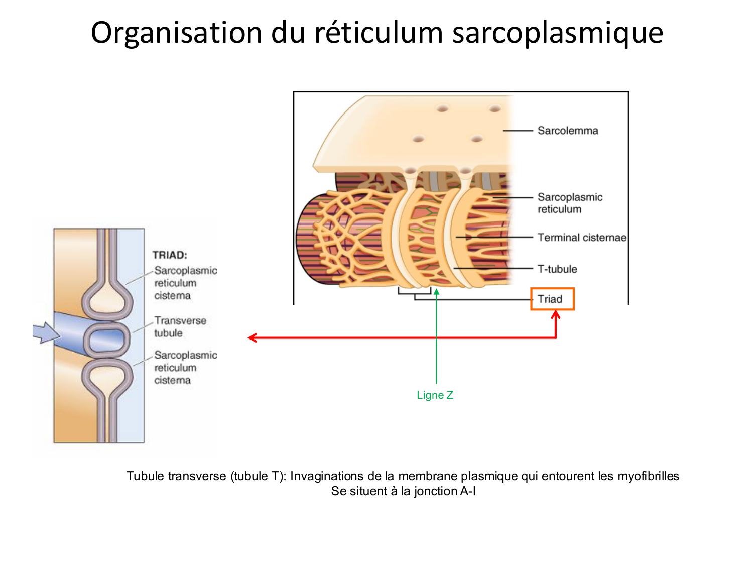 Tissu musculaire page 68