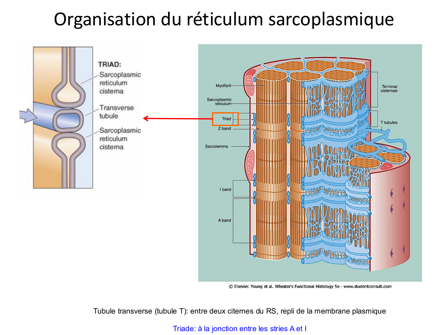 Tissu musculaire page 69