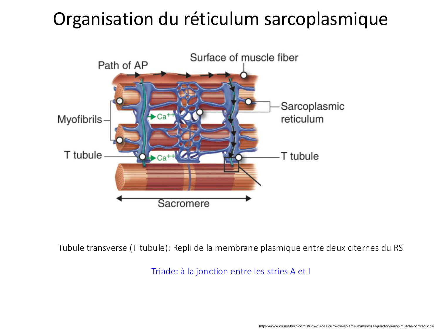 Tissu musculaire page 70