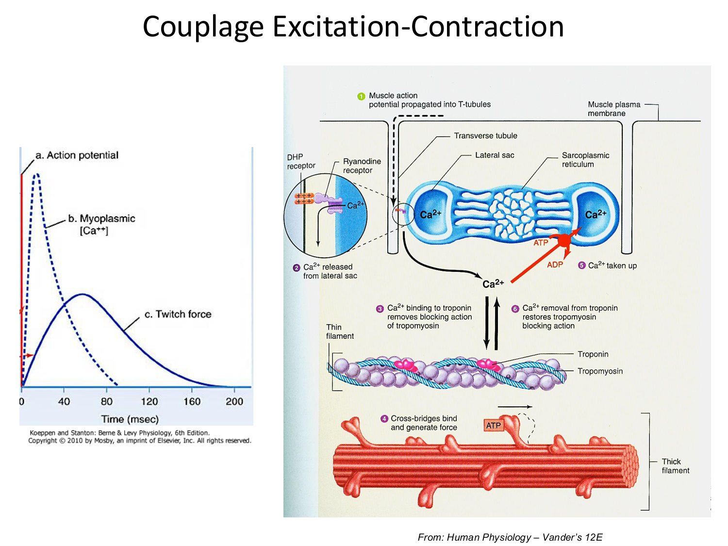 Tissu musculaire page 71