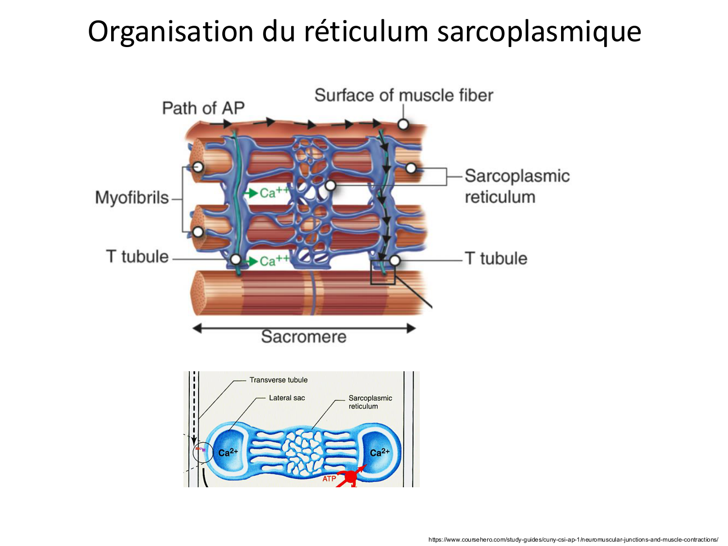 Tissu musculaire page 72