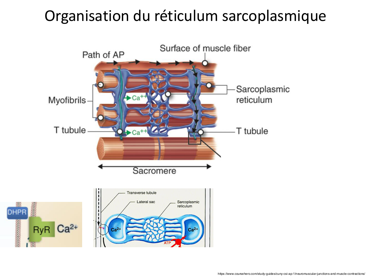 Tissu musculaire page 73