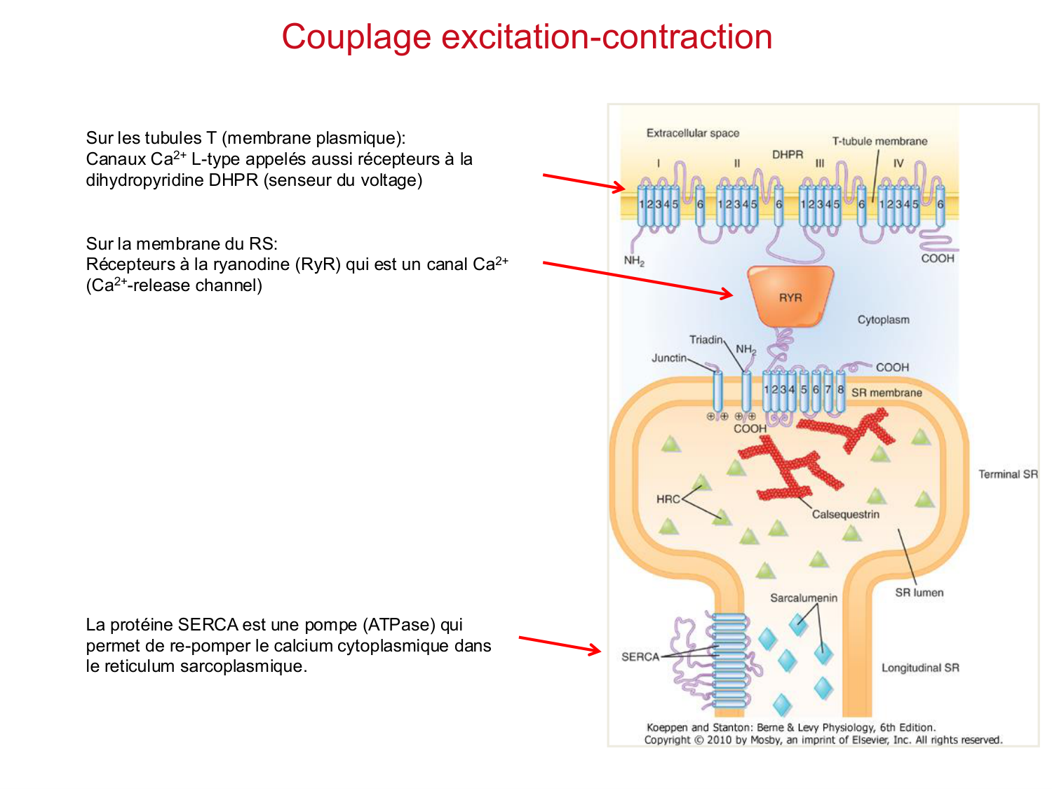 Tissu musculaire page 74