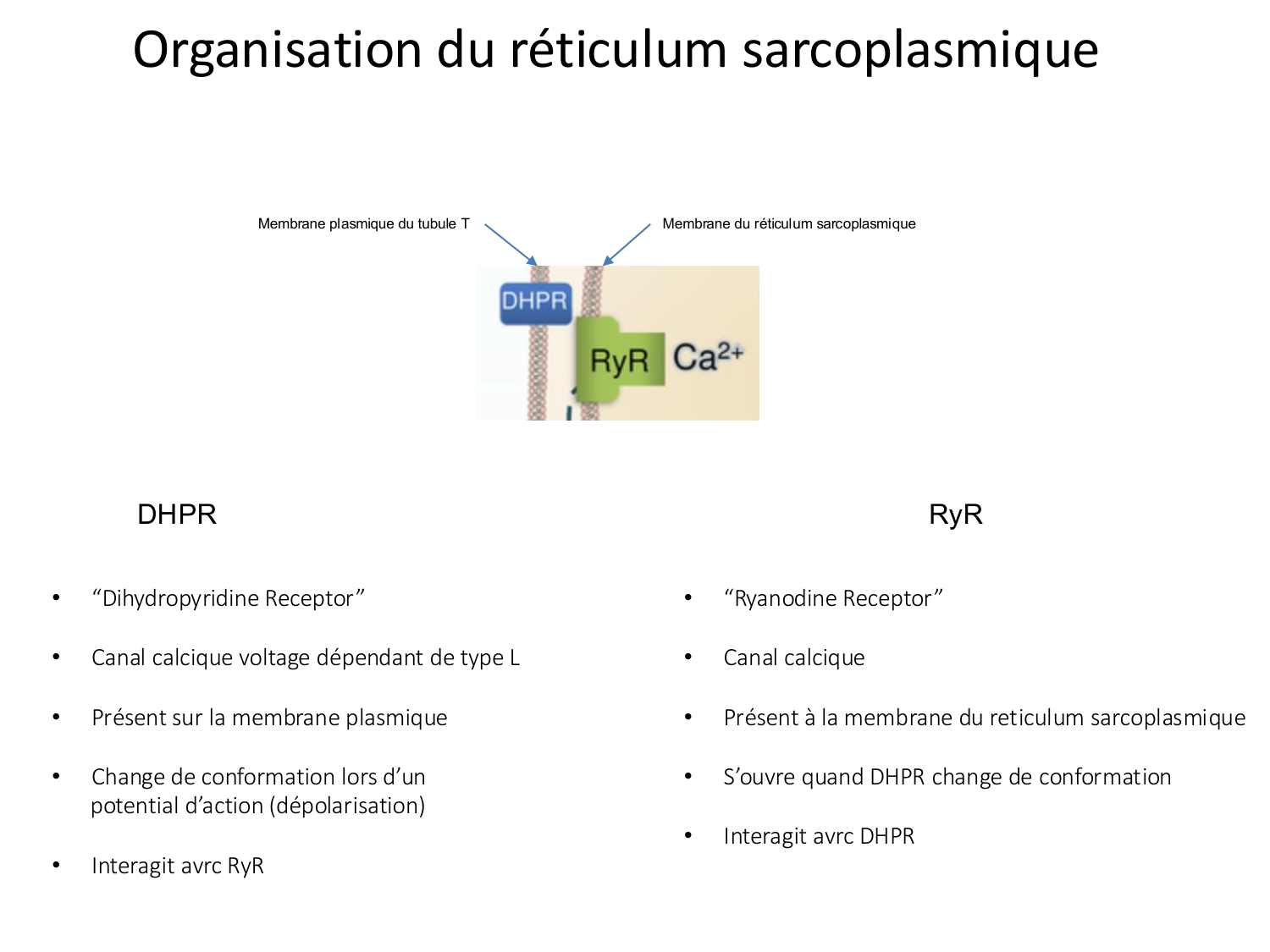 Tissu musculaire page 75