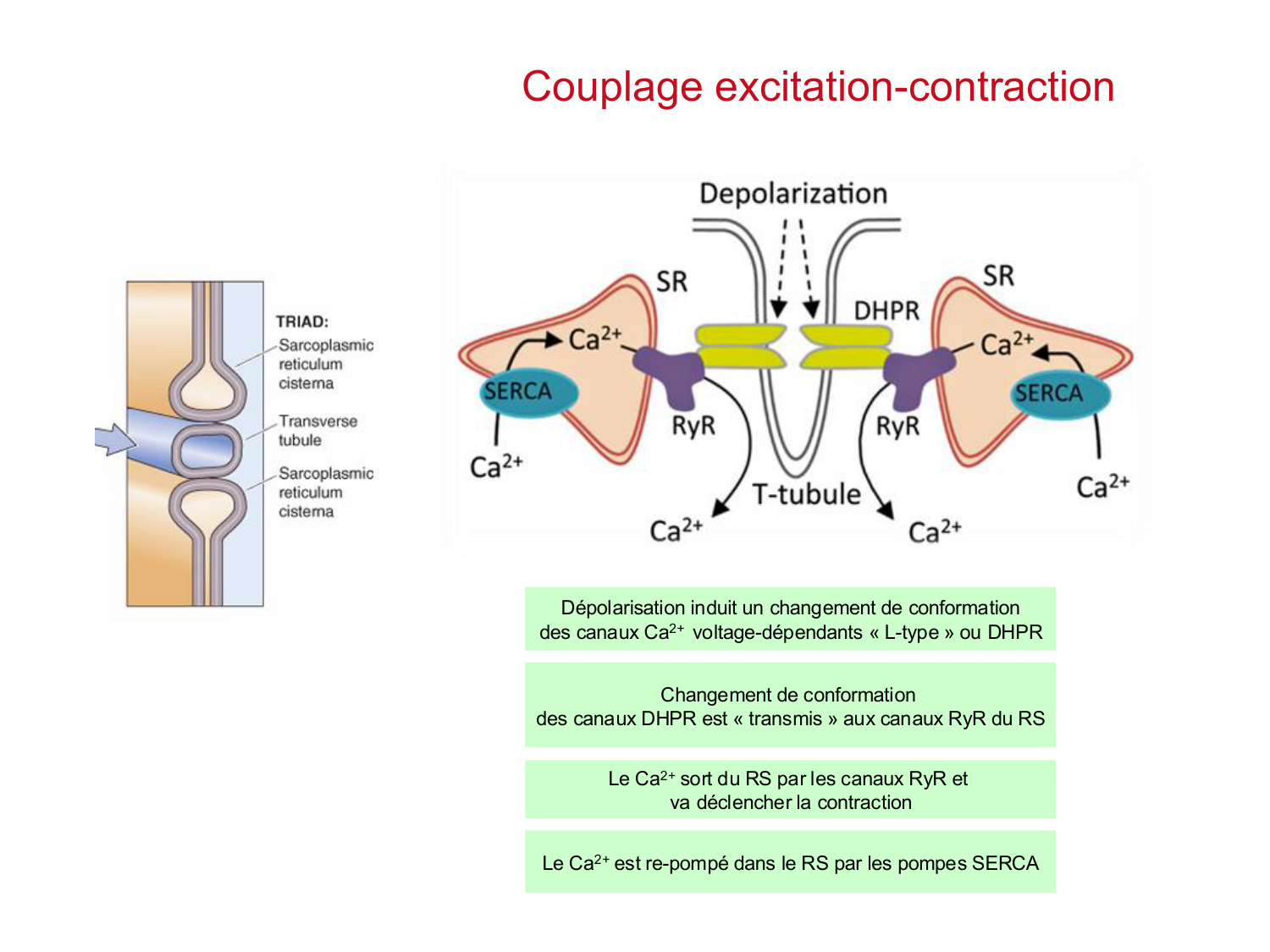 Tissu musculaire page 76