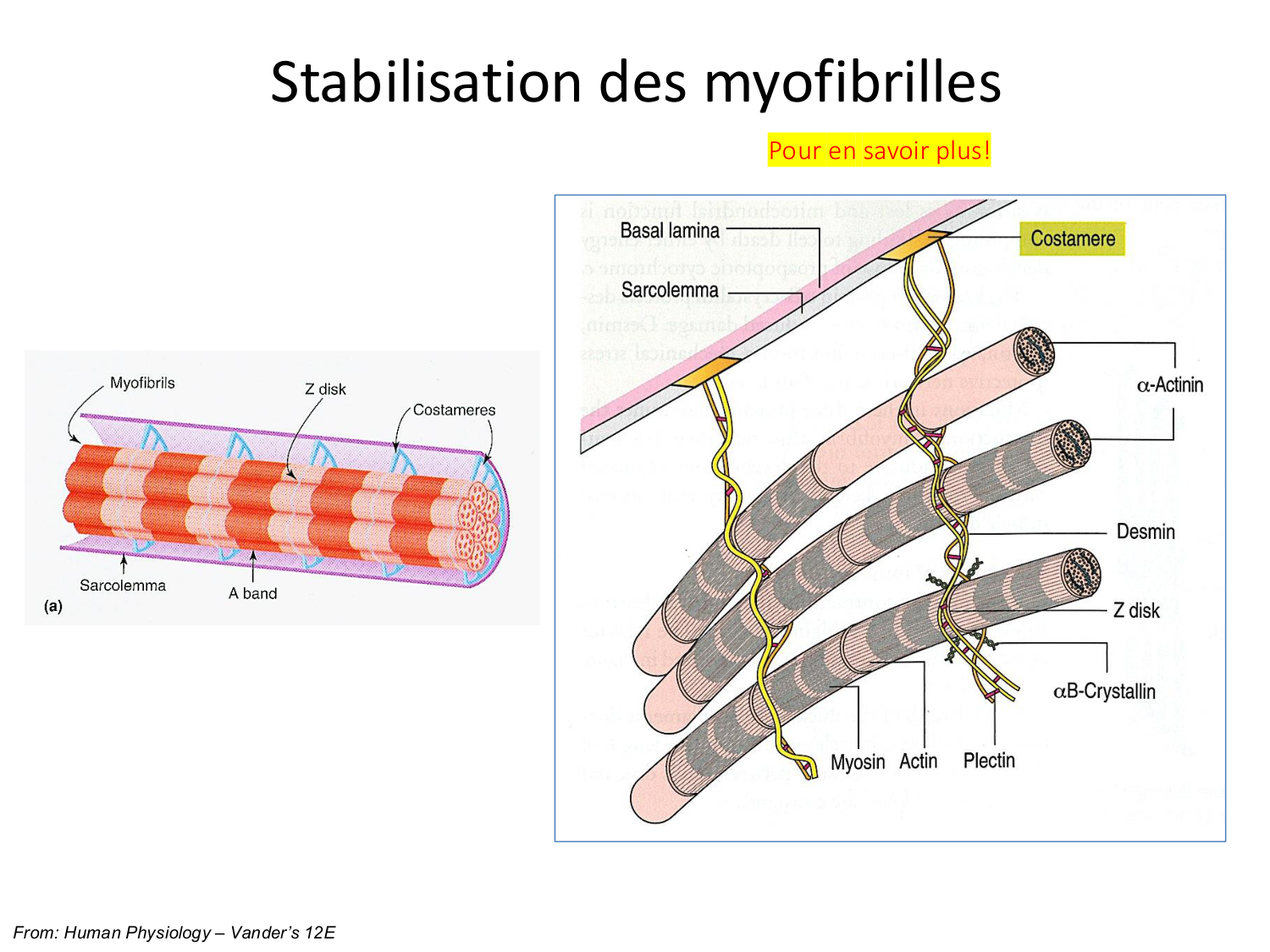 Tissu musculaire page 79