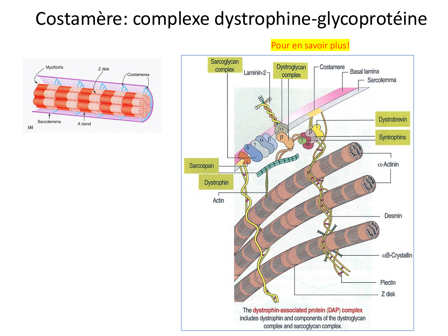 Tissu musculaire page 80