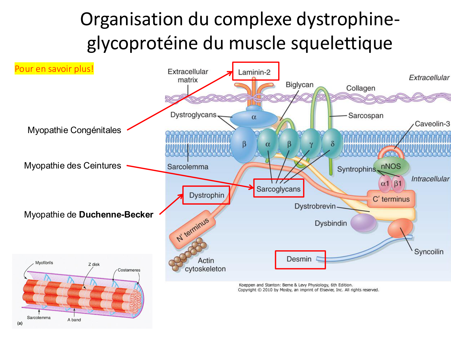 Tissu musculaire page 82