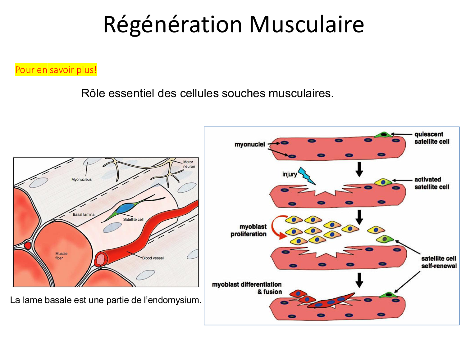 Tissu musculaire page 83