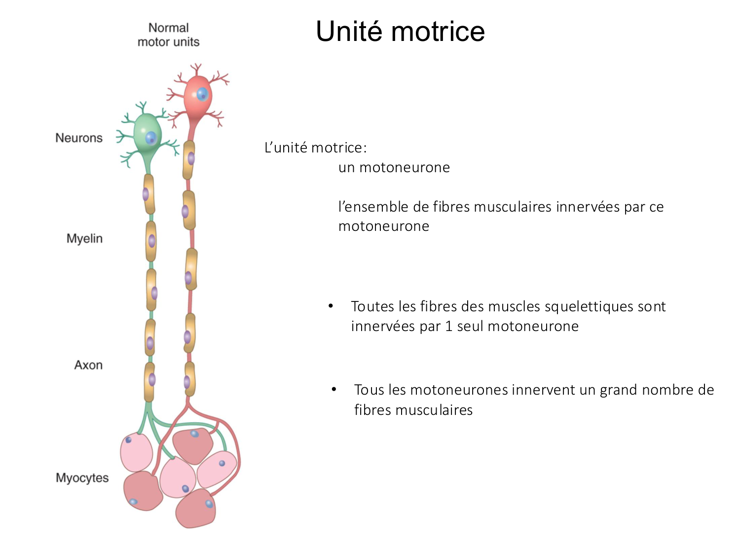 Tissu musculaire page 85
