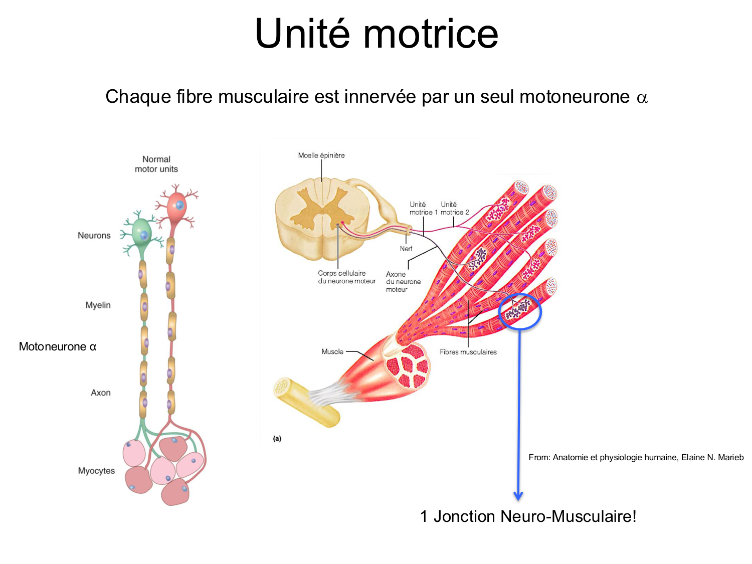 Tissu musculaire page 86