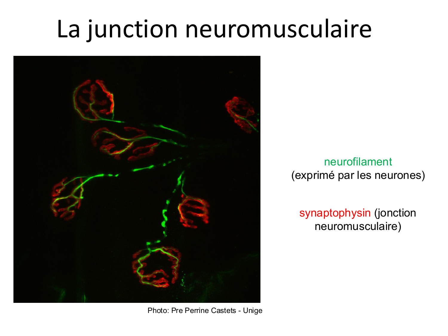 Tissu musculaire page 87