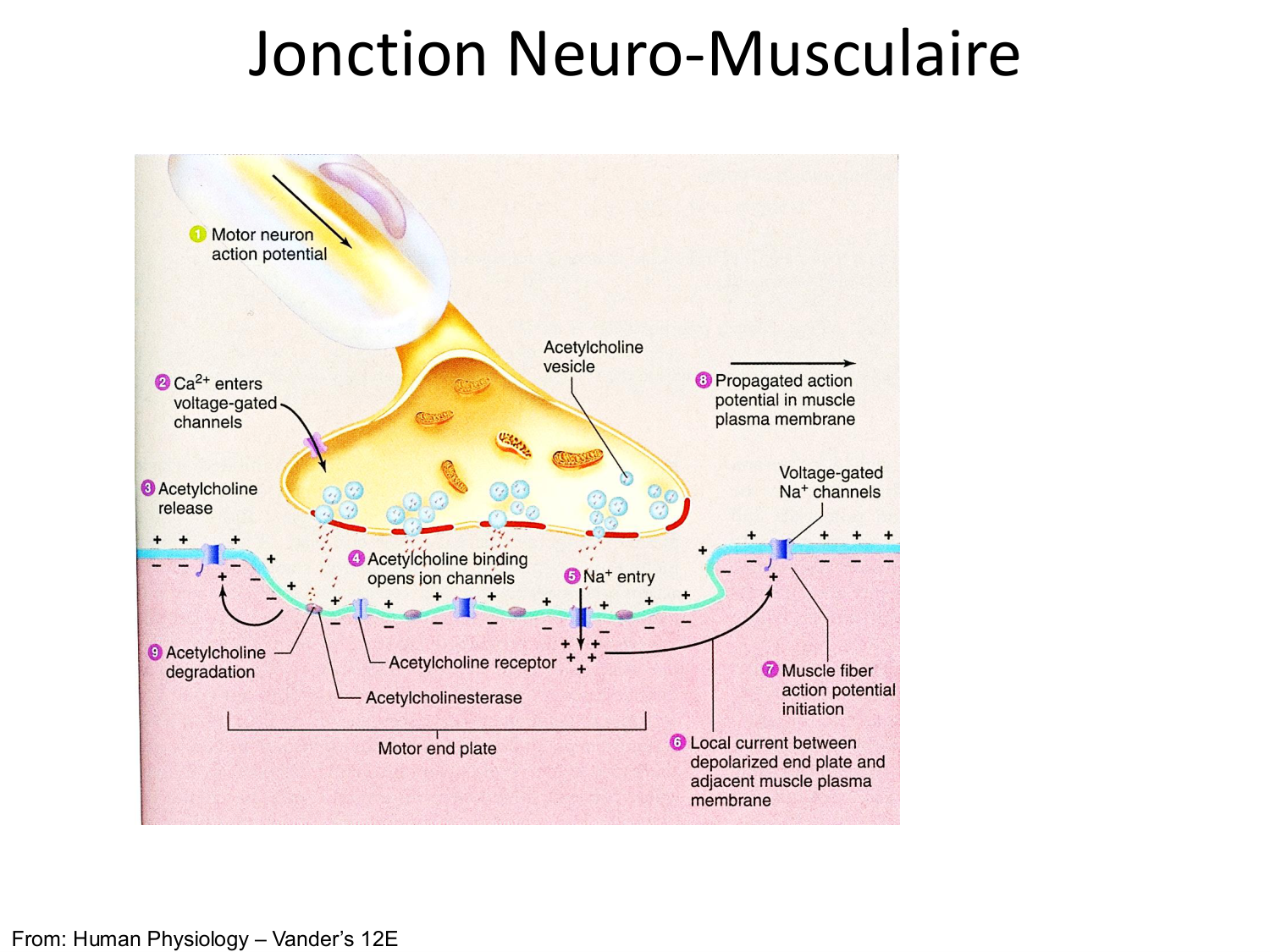 Tissu musculaire page 88