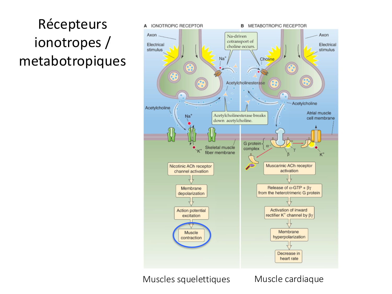 Tissu musculaire page 89