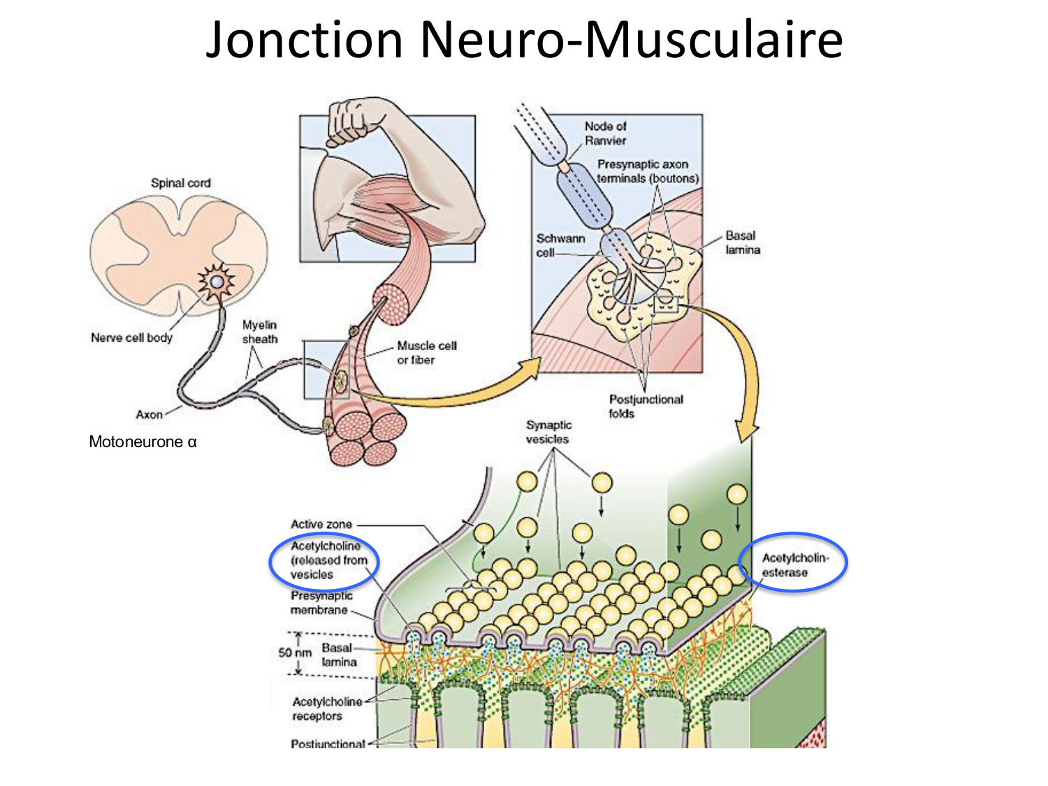 Tissu musculaire page 90