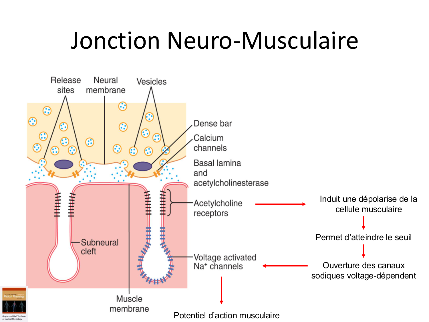 Tissu musculaire page 91