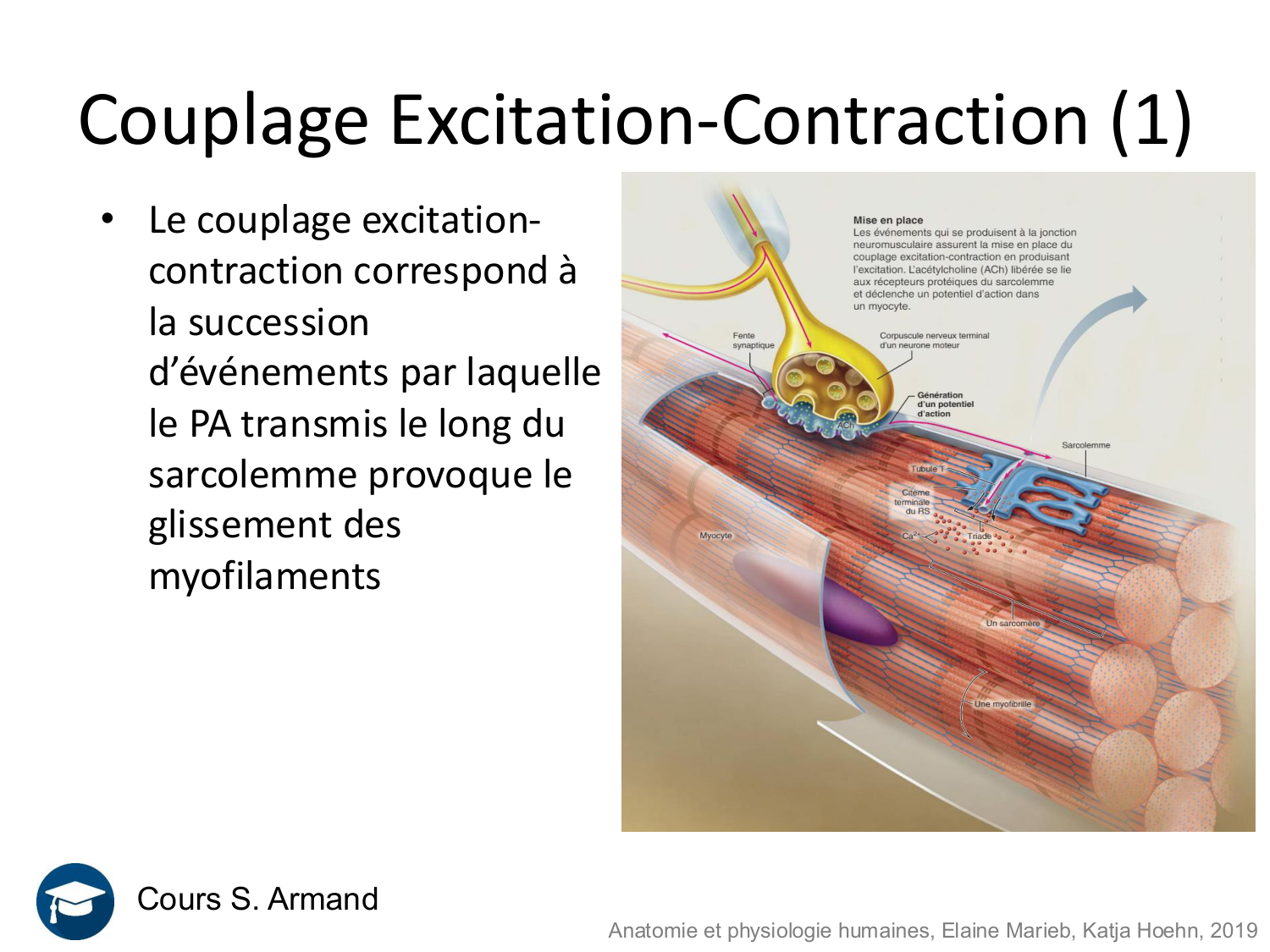 Tissu musculaire page 92
