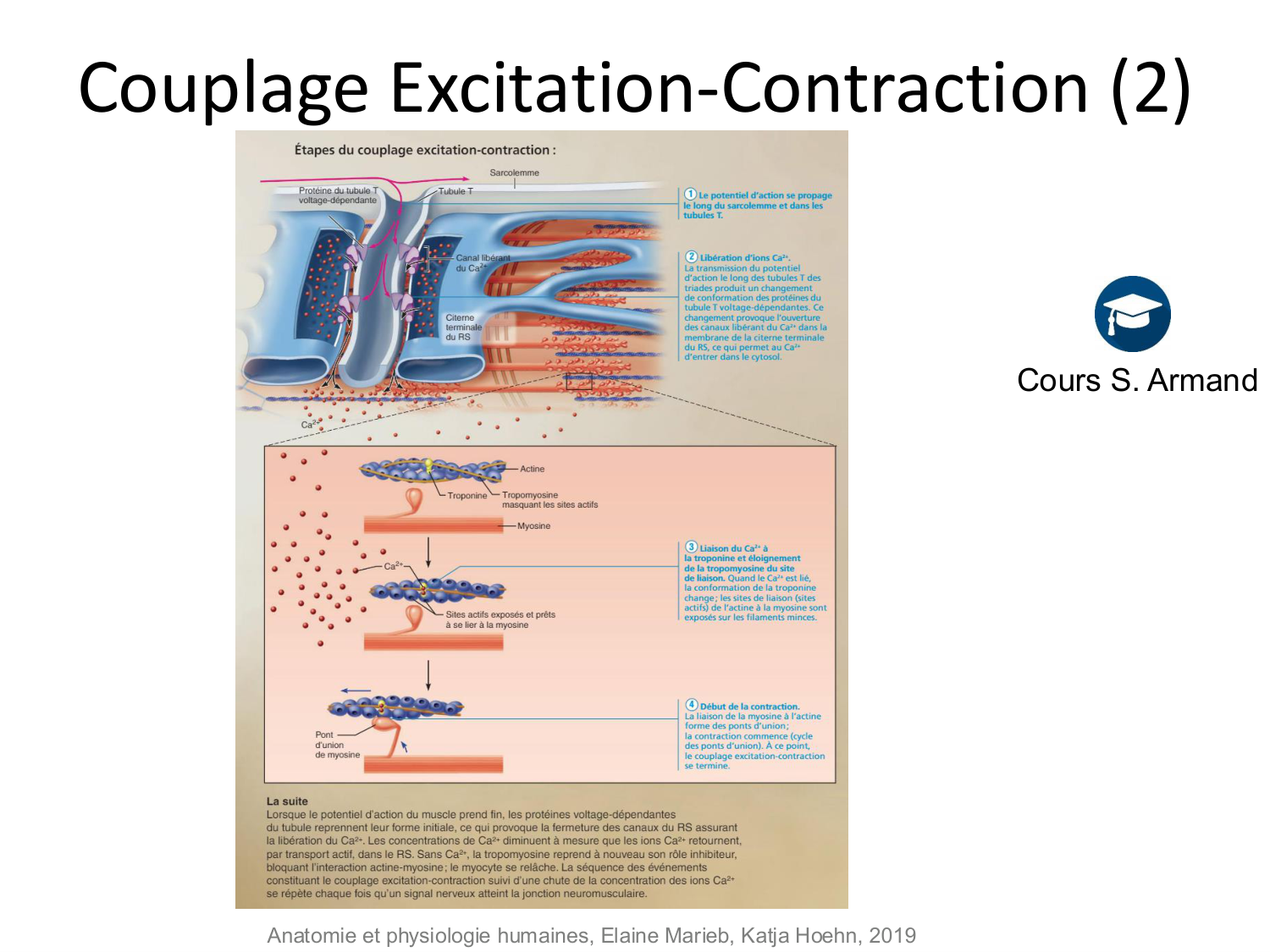 Tissu musculaire page 93