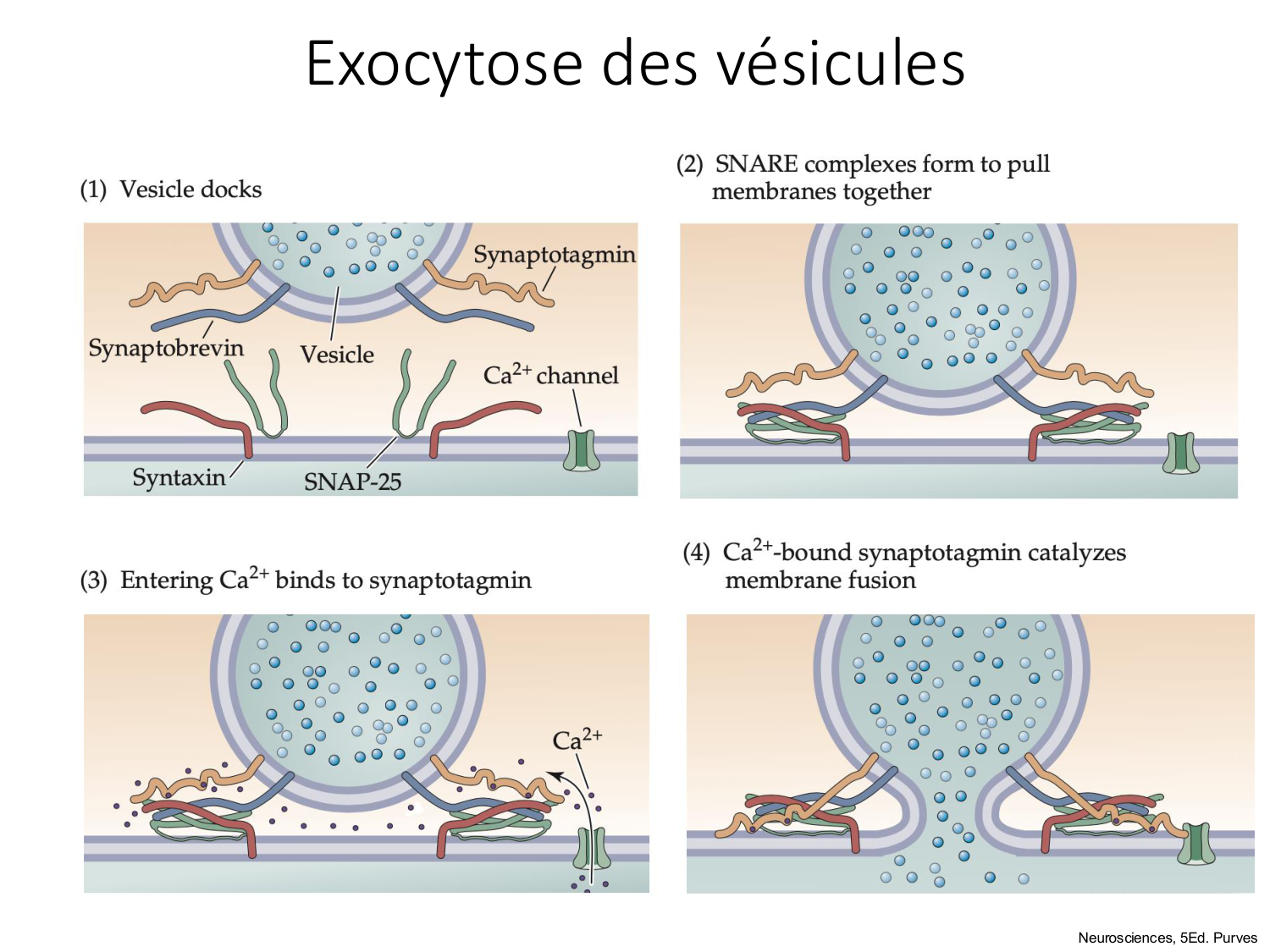 Tissu musculaire page 96