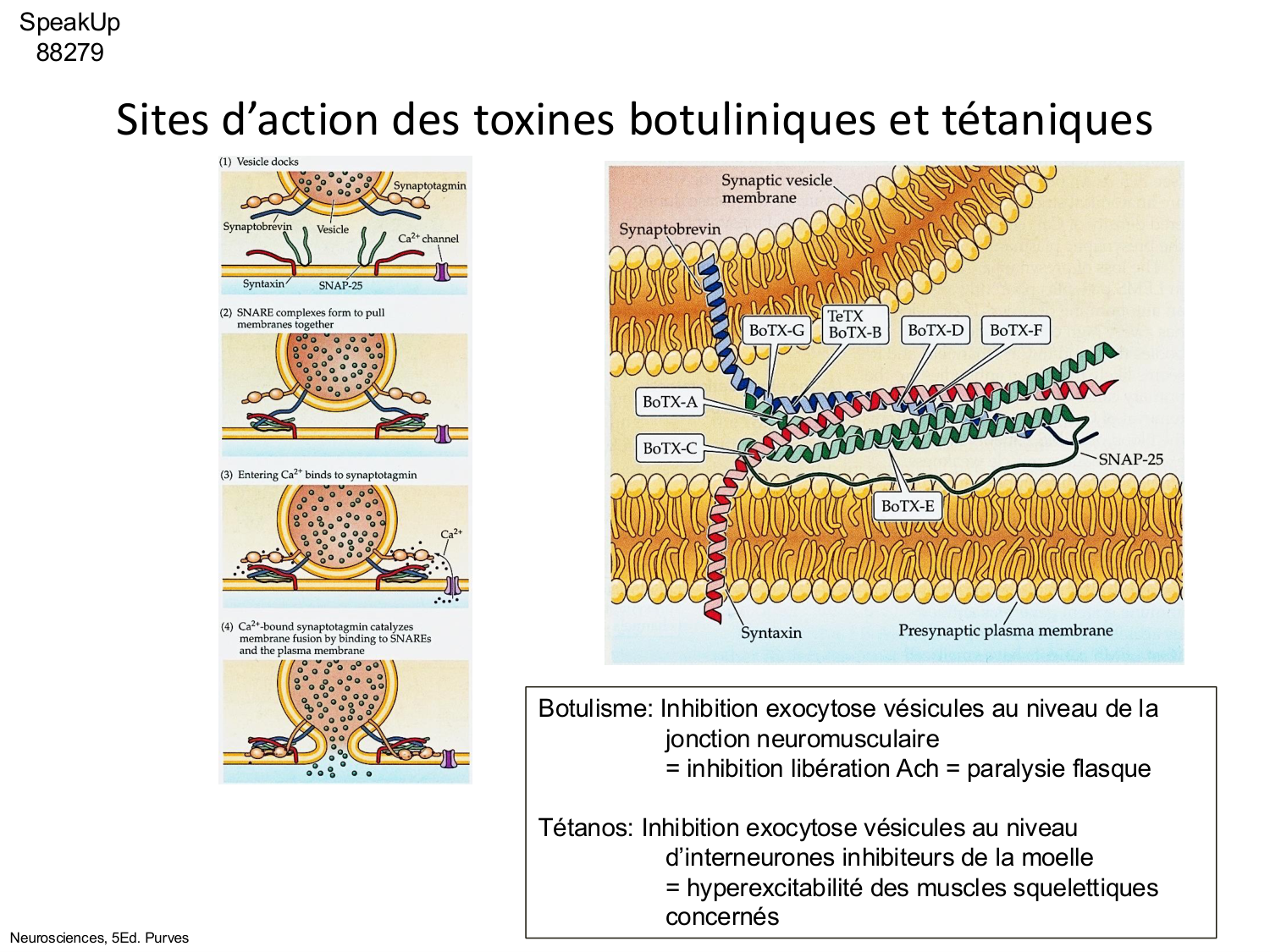 Tissu musculaire page 97