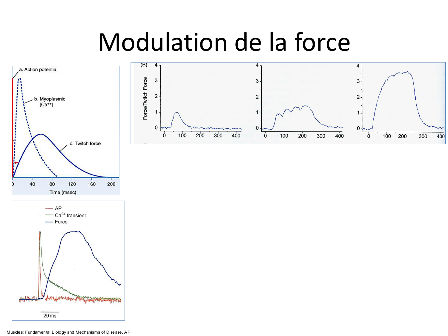 Tissu musculaire page 101