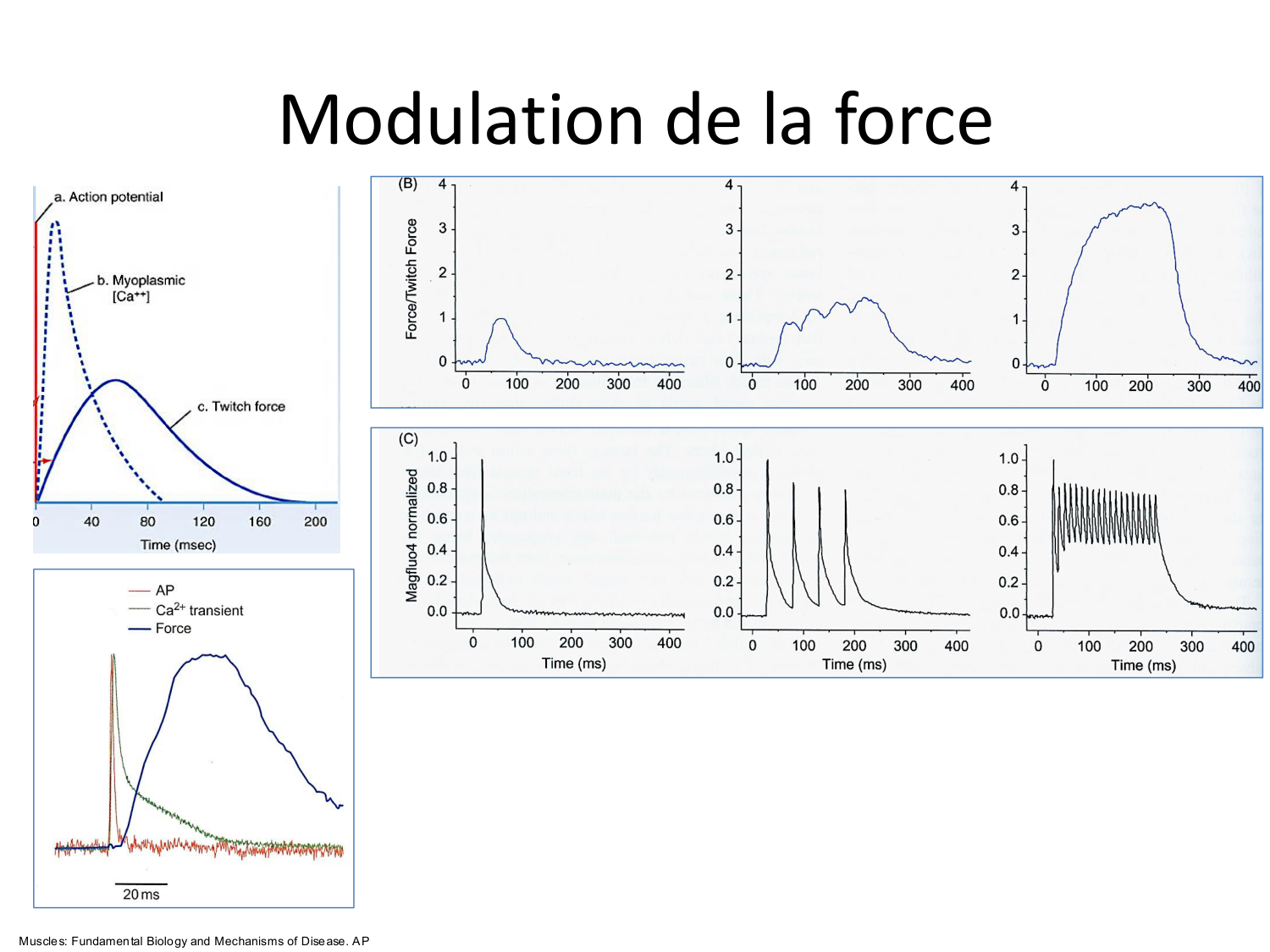 Tissu musculaire page 102