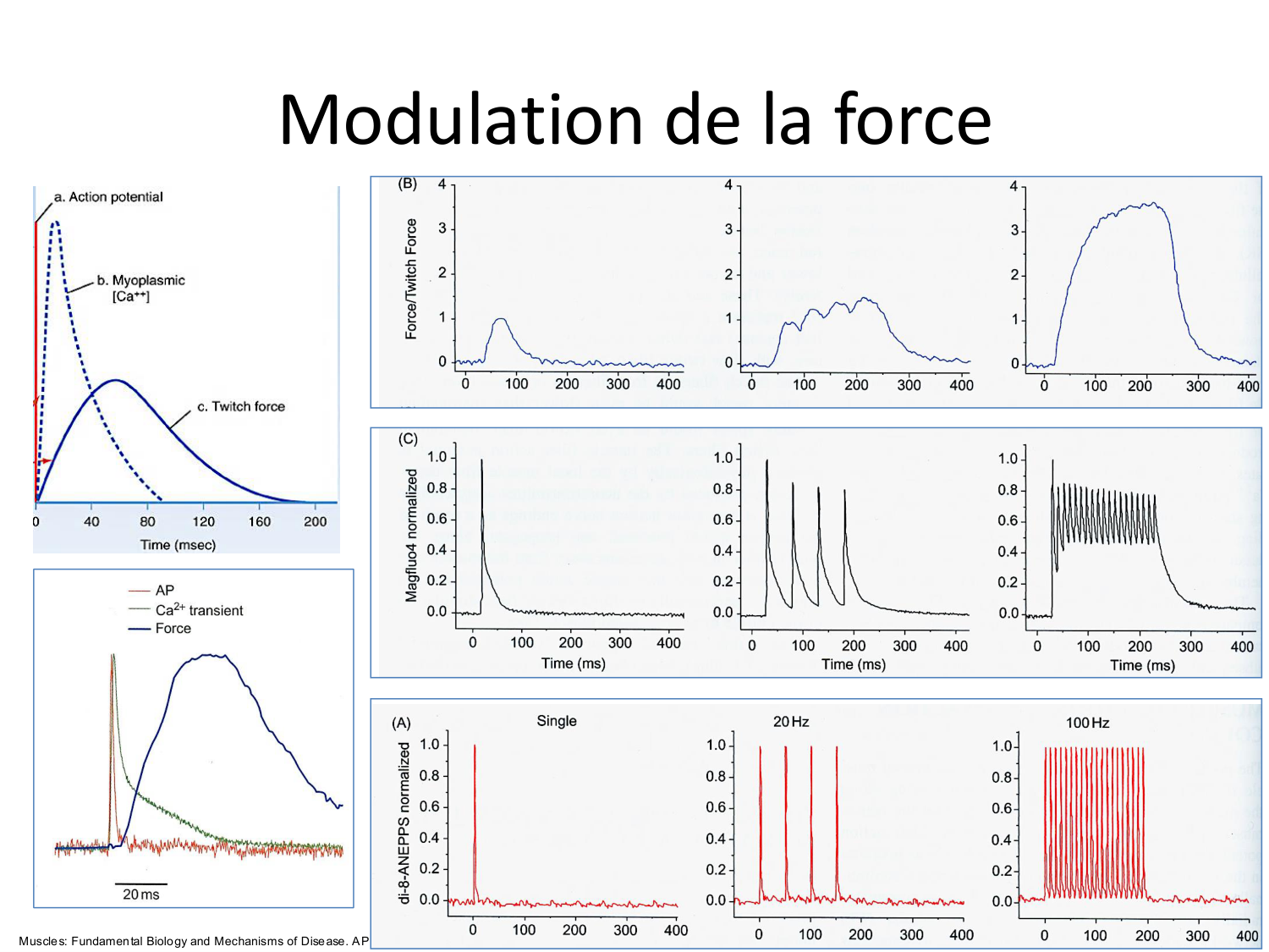 Tissu musculaire page 103