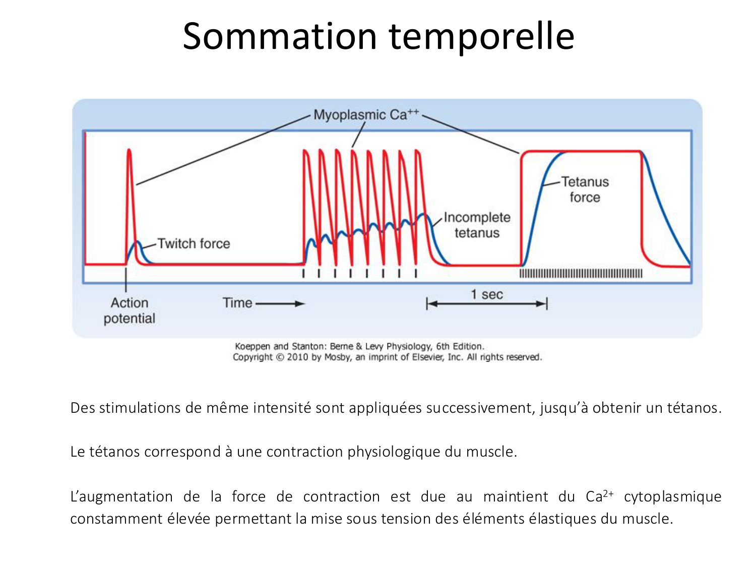 Tissu musculaire page 104