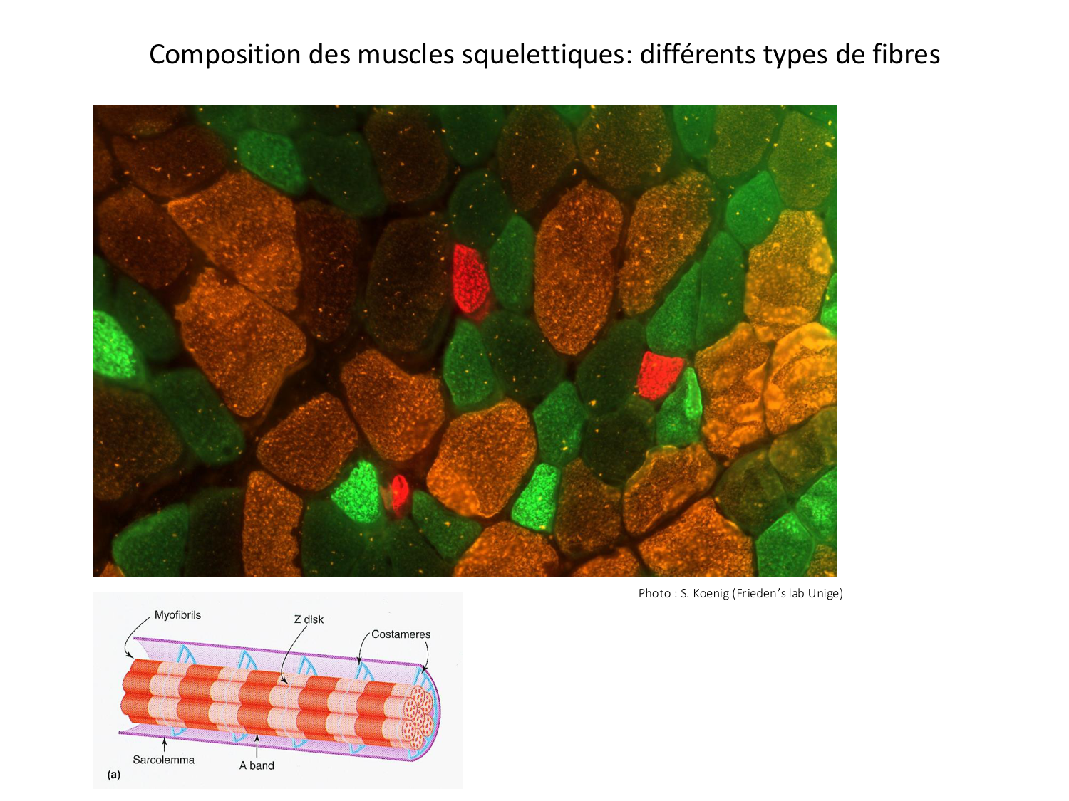 Tissu musculaire page 106