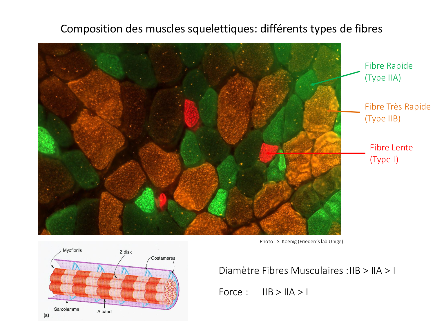 Tissu musculaire page 108