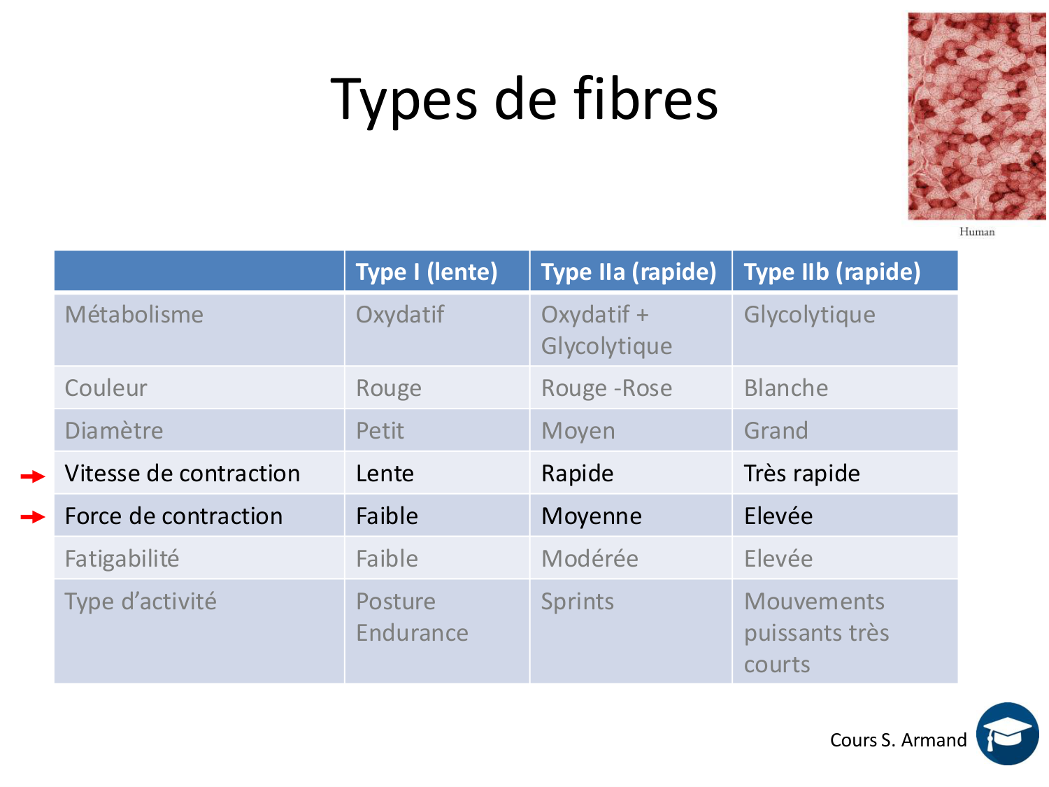 Tissu musculaire page 110