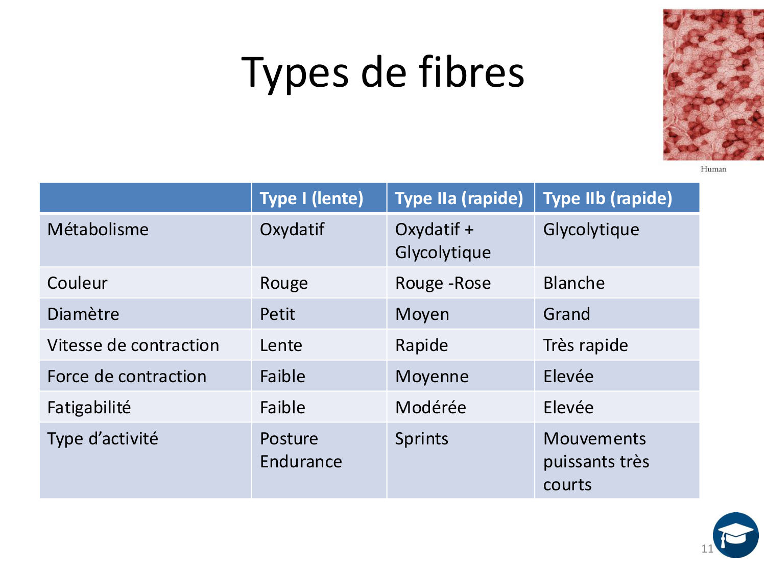 Tissu musculaire page 114