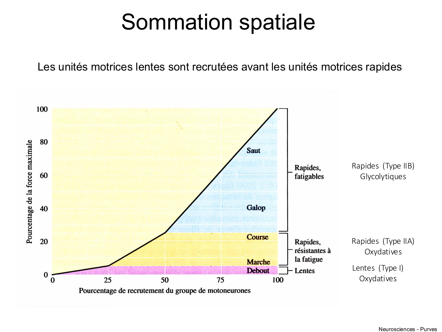 Tissu musculaire page 116