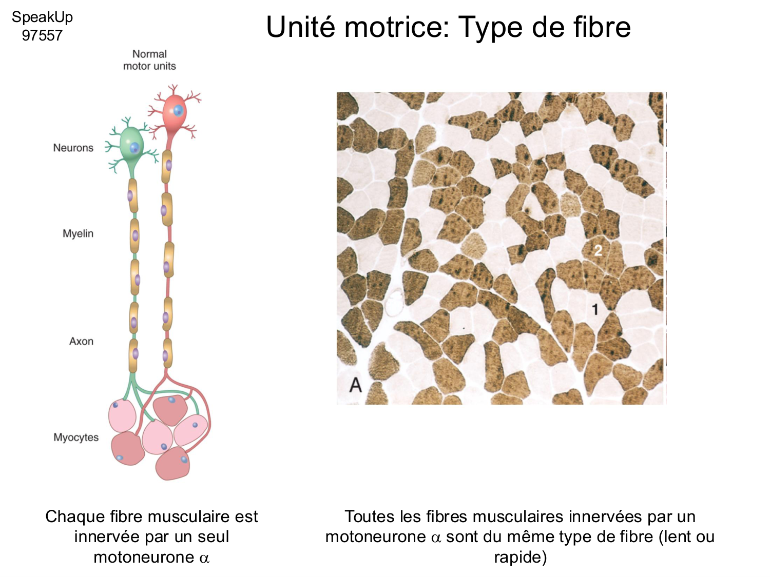 Tissu musculaire page 118