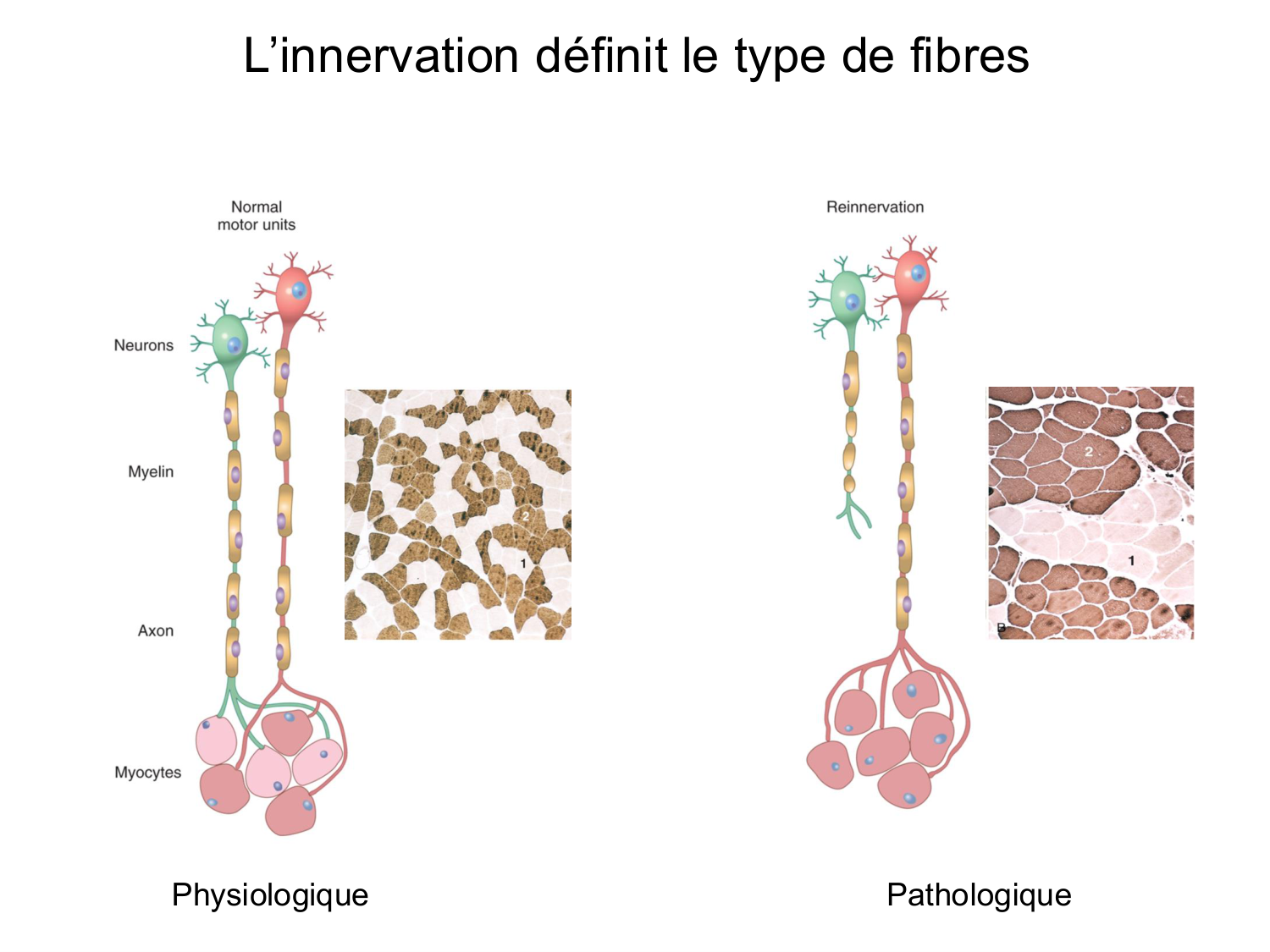 Tissu musculaire page 119