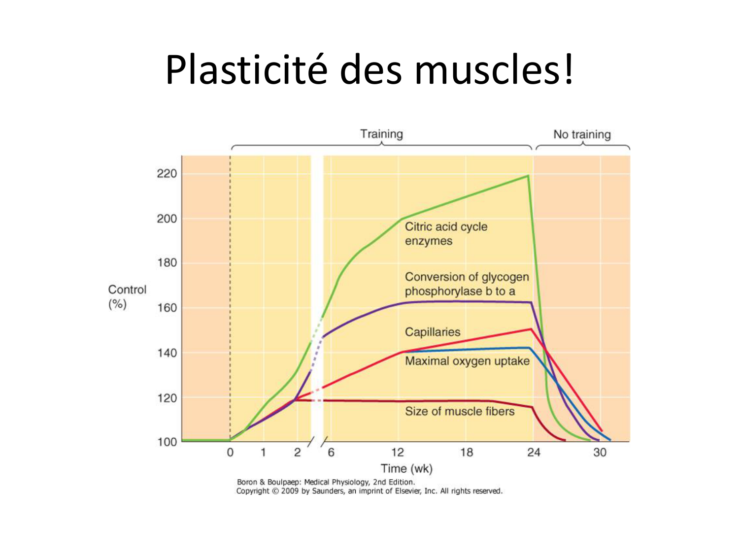 Tissu musculaire page 121