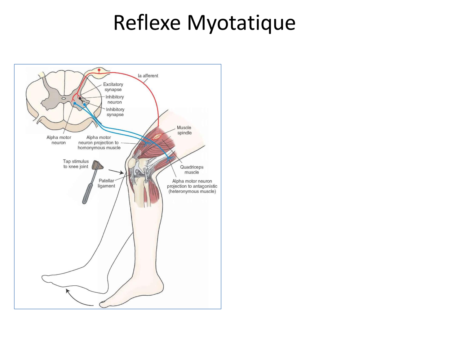 Tissu musculaire page 123