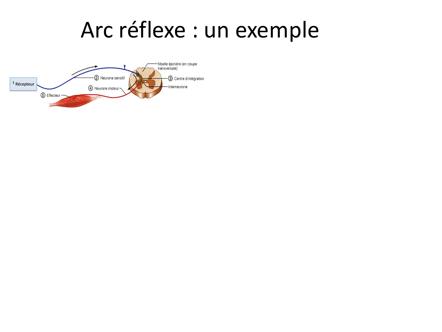 Tissu musculaire page 124