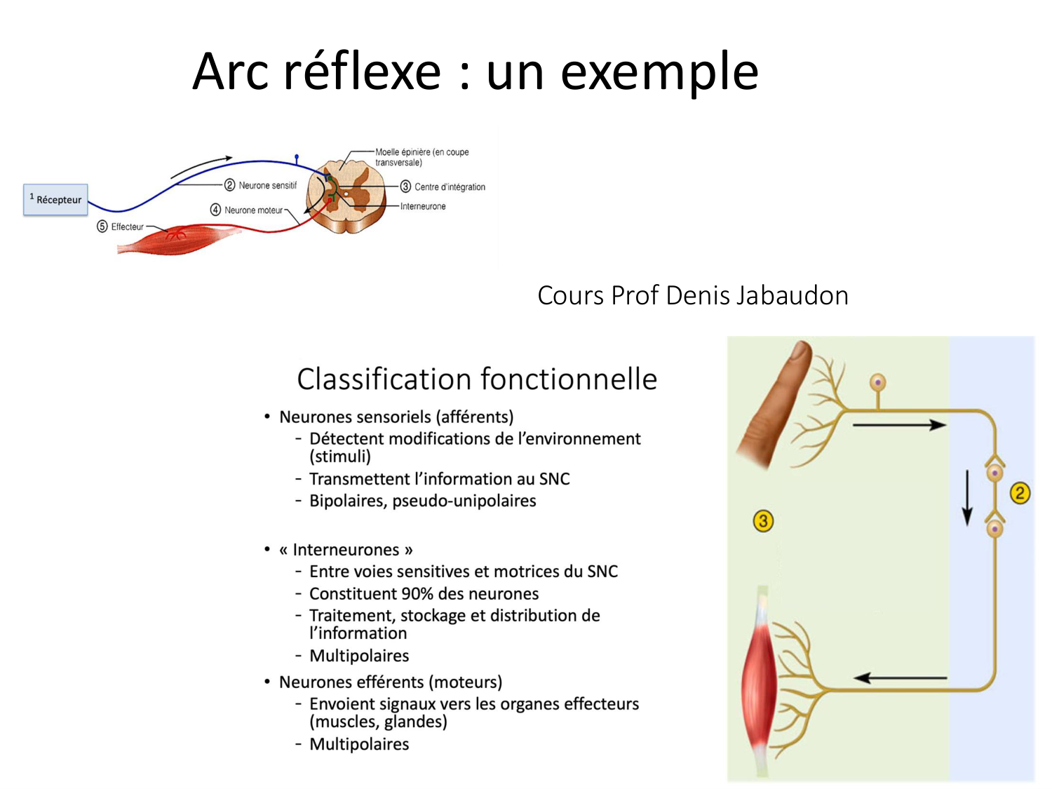 Tissu musculaire page 125