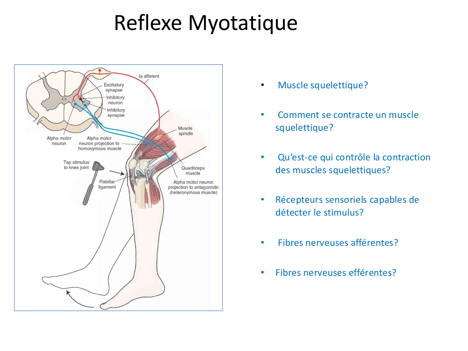 Tissu musculaire page 127