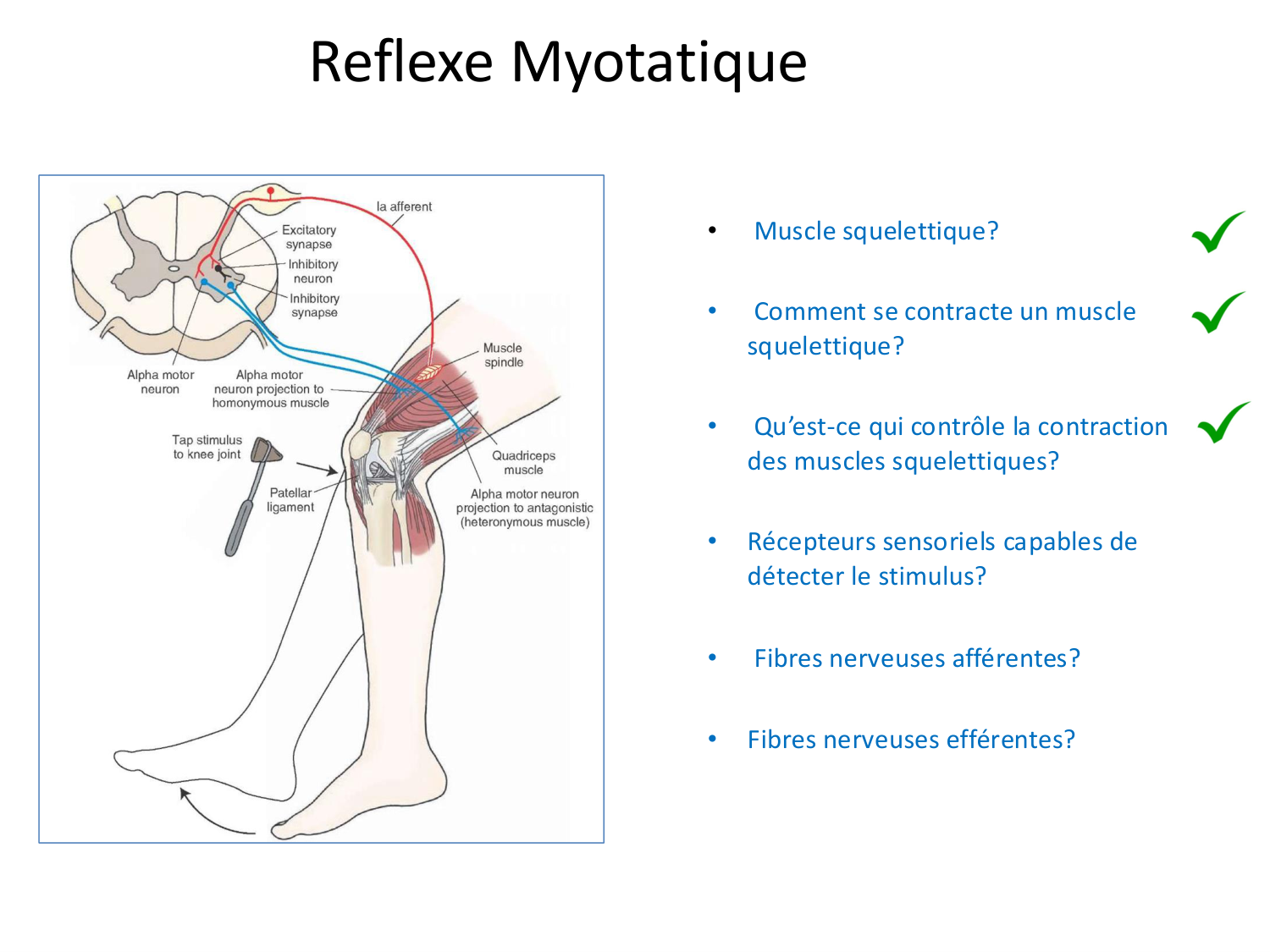 Tissu musculaire page 128