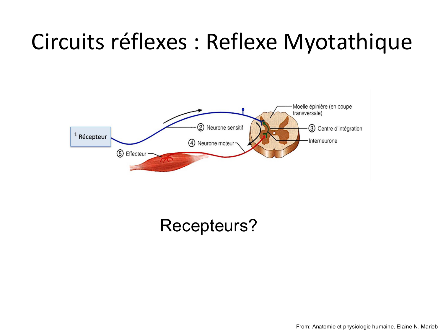 Tissu musculaire page 129