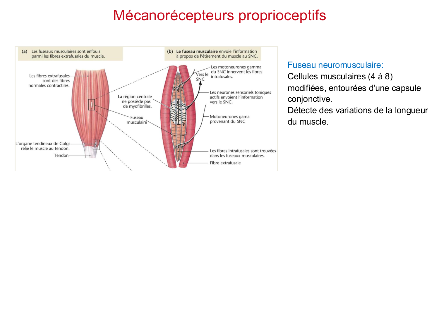 Tissu musculaire page 130