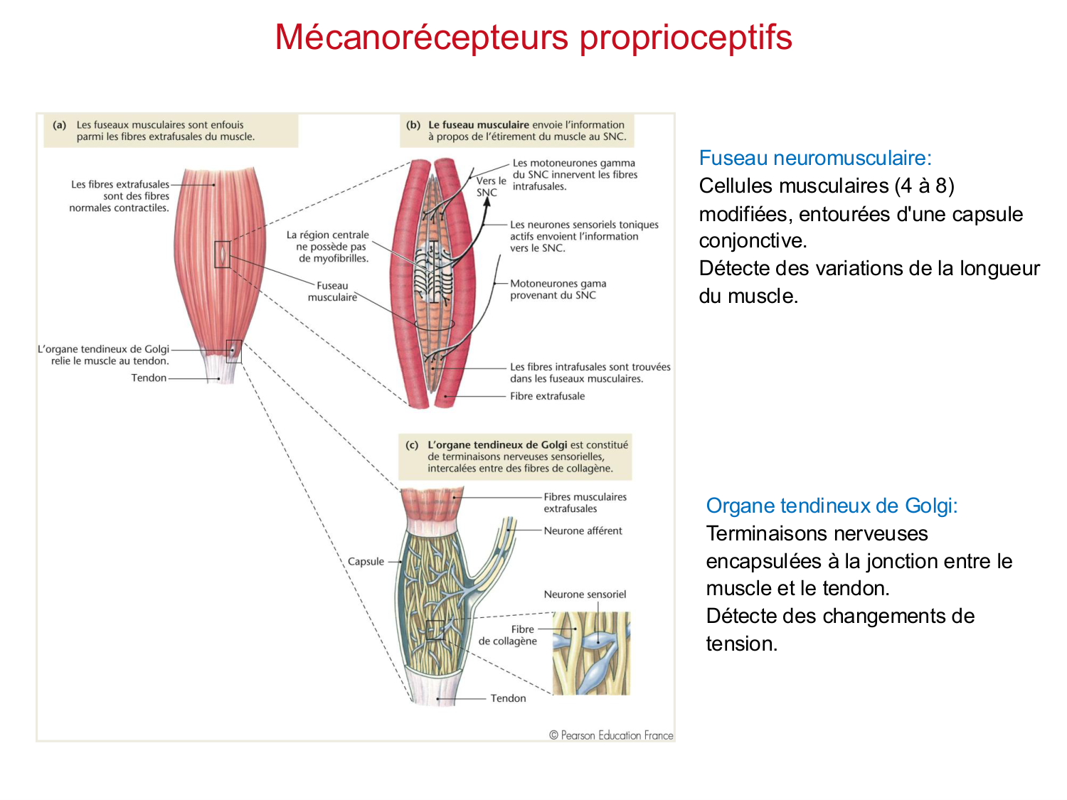 Tissu musculaire page 131