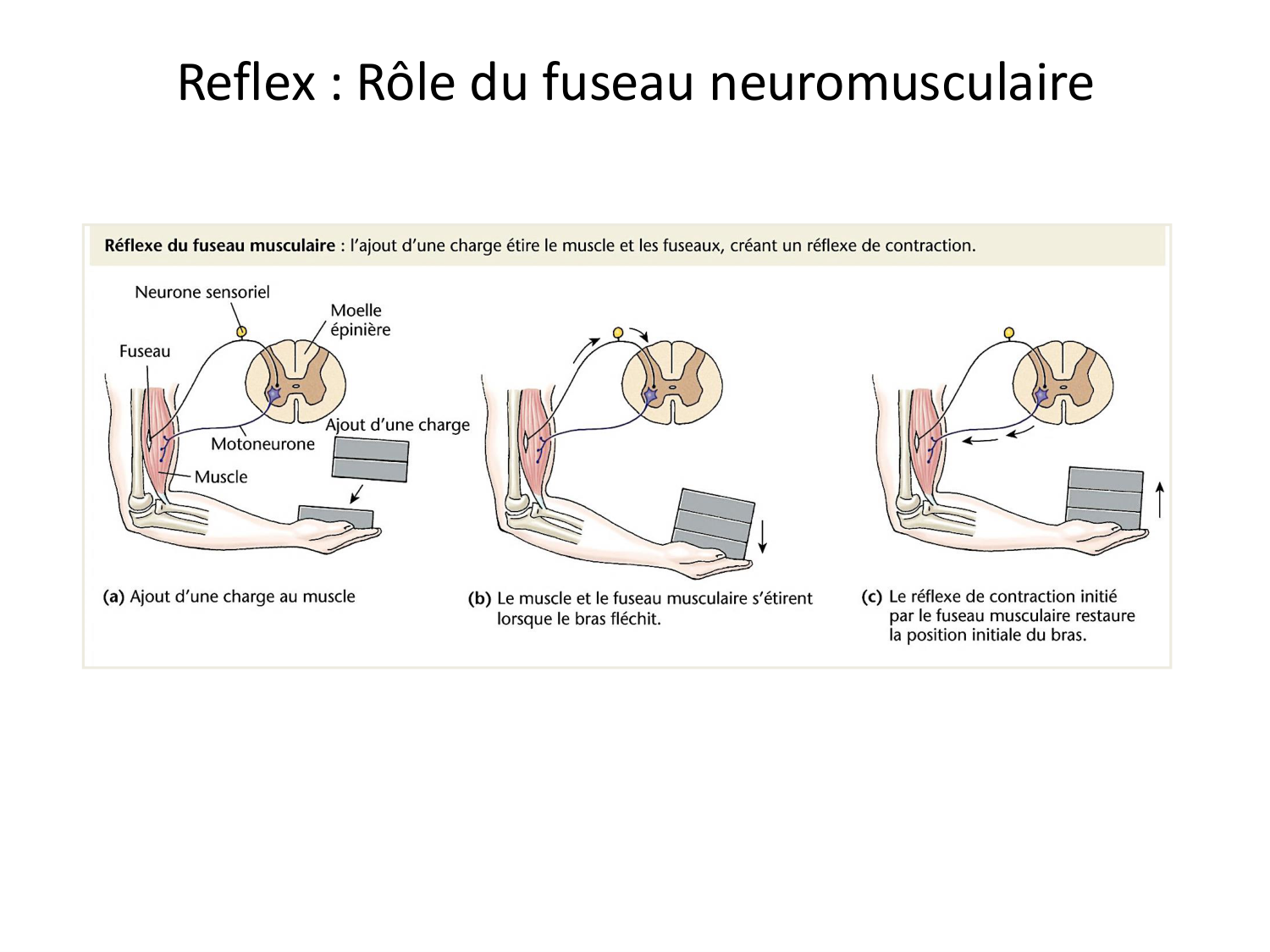 Tissu musculaire page 132