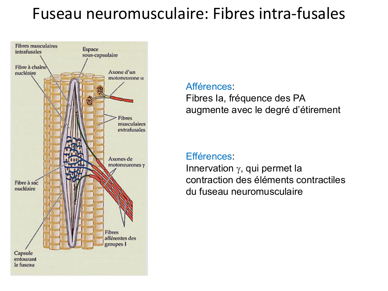 Tissu musculaire page 133